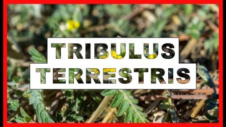 Como funciona o Tribulus Terrestris?